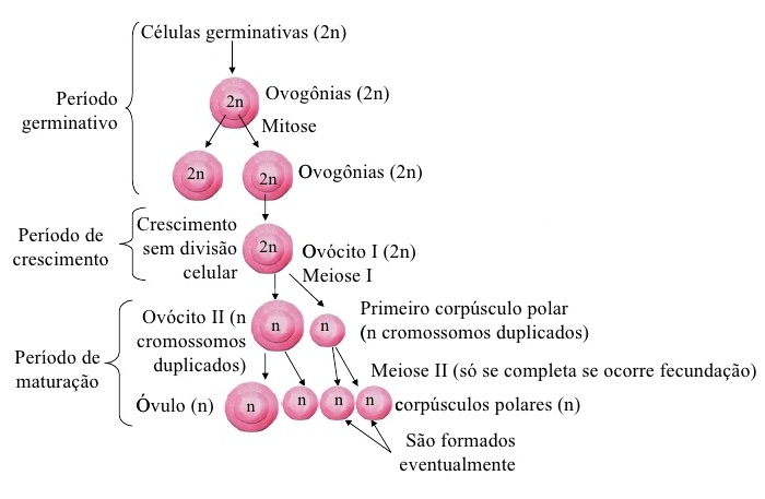 ovulogênese2