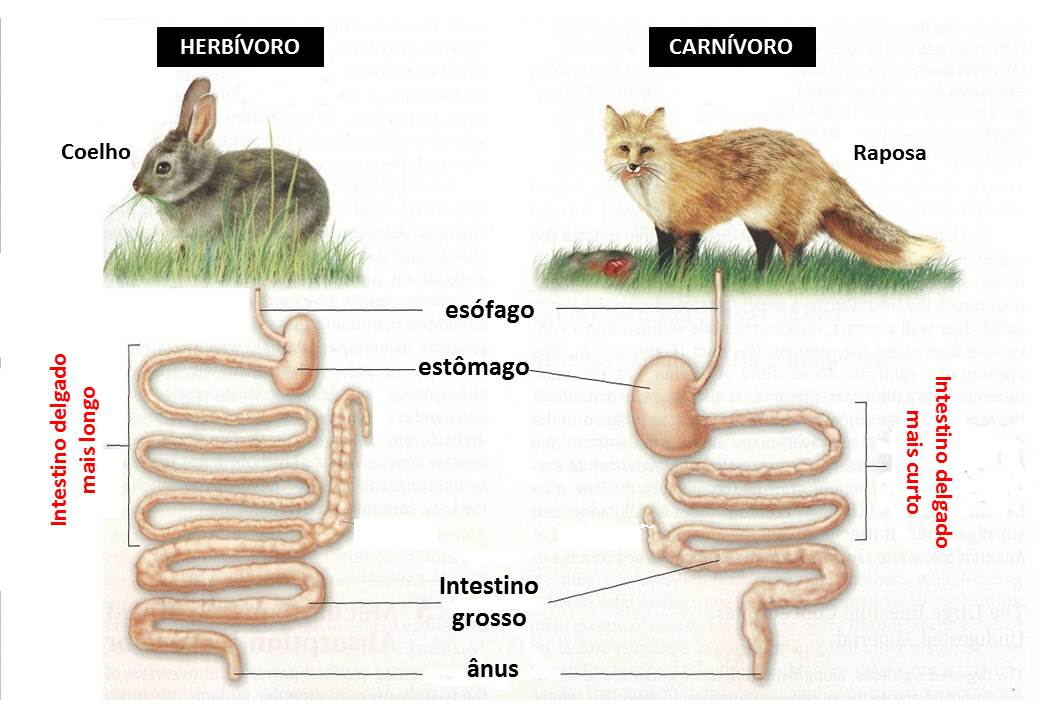 sist dig mamíferos 3 j