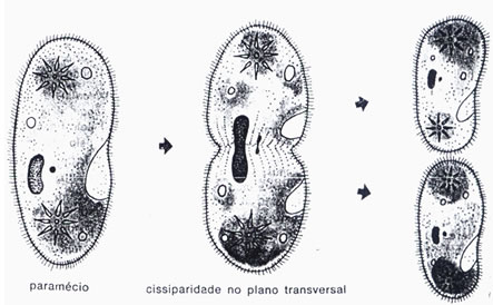 Esquema de um protozoário realizando reprodução assexuada por cissiparidade