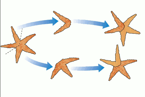 Esquema de fragmentação em estrela do mar.