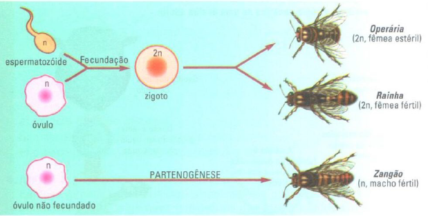 Esquema da partenogênese em abelhas