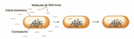Esquema de transformação bacteriana