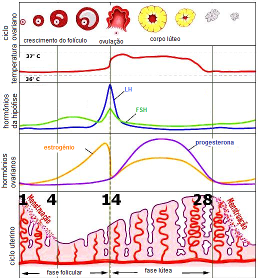Esquema do ciclo menstrual