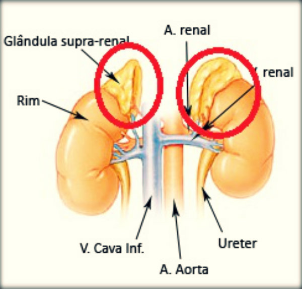 Glândula-supra-renal