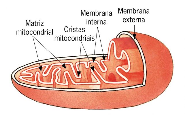 Esquema da mitocôndria, indicando suas partes
