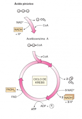 resumo-de-respiracao-celular5