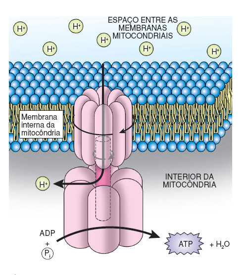 resumo-de-respiracao-celular7