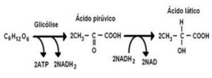 resumo-de-respiracao-celular10